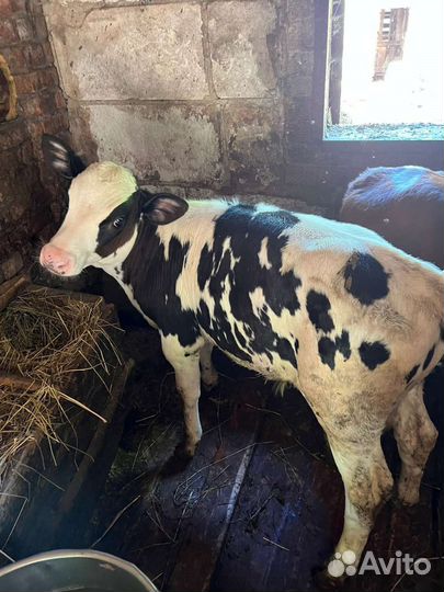 Продам телят