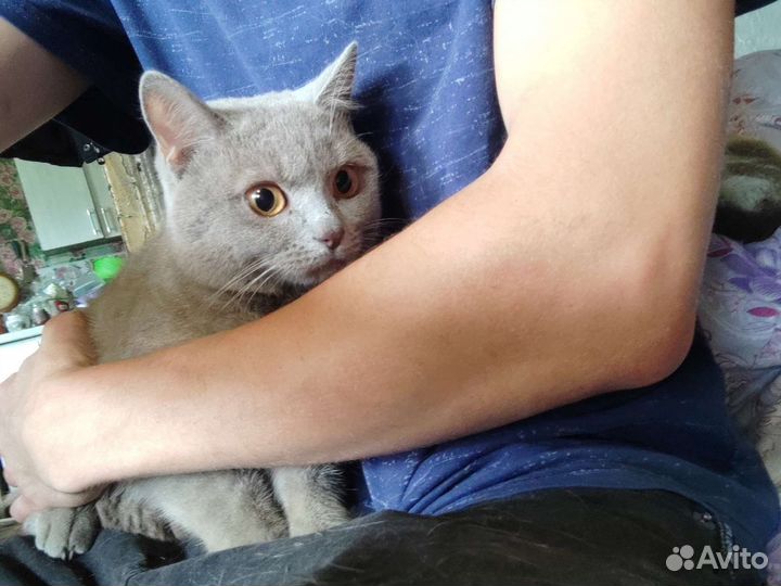 Молодой кот тимоша