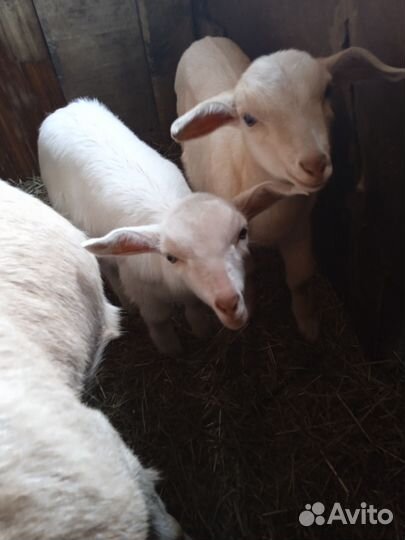 Козлик