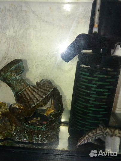 Аквариум с рыбкой