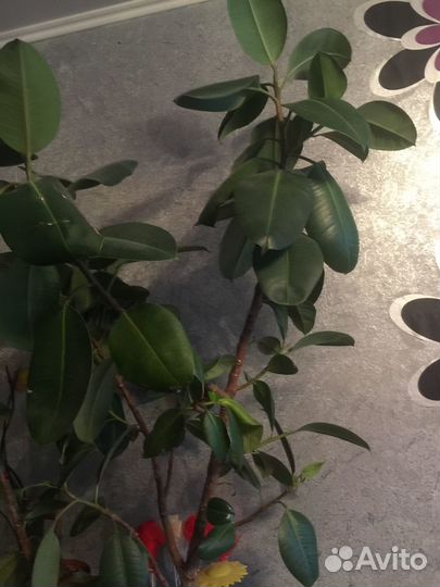 Фикуси другие растений