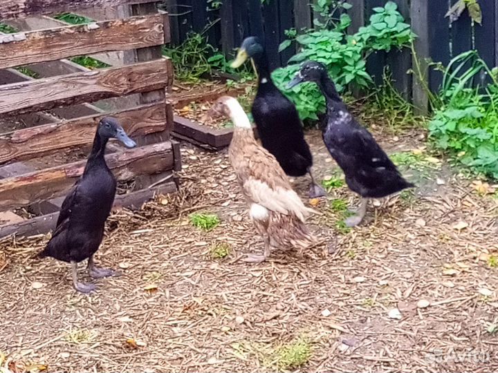 Утка бегунок