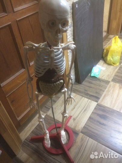Скелет в сборе, плюс мышцы, плюс журналы
