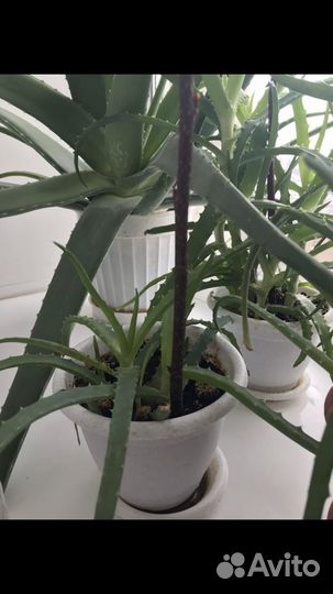 Алоэ лекарственный