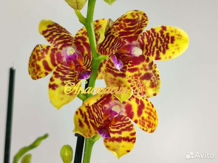 Фаленопсис бабочка