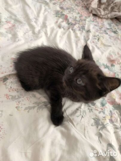 Кошка в дар бесплатно