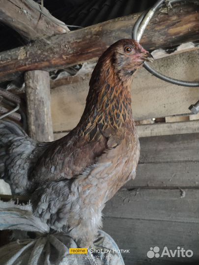 Яйцо инкубационное