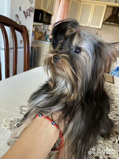 Йоркширский терьер микро