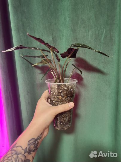 Алоказия Полли