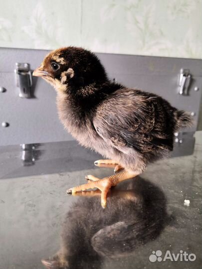 Кучинская Юбил. цыплята