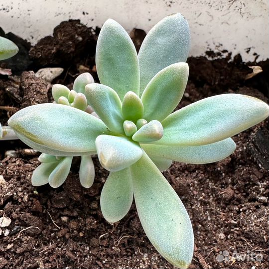 Суккуленты