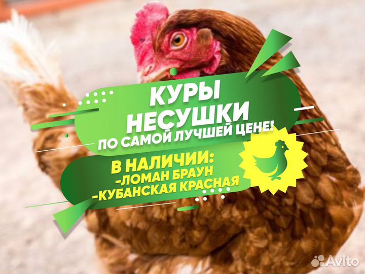 Курочки несушки фермерские