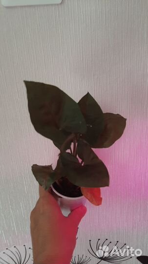 Сингониум Aron Brown