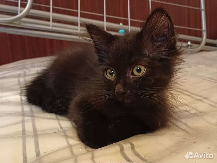 Котосемья в поисках дома котята и мама