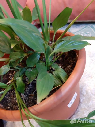 Спатифиллум