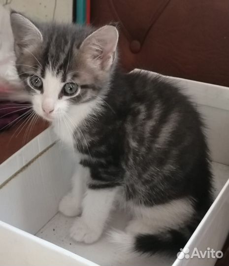 Котёнок в добрые руки