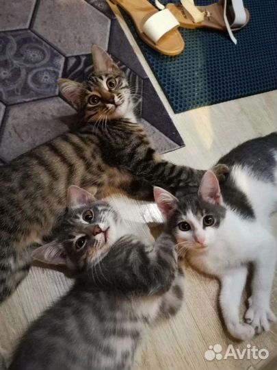 Кошка в дар бесплатно