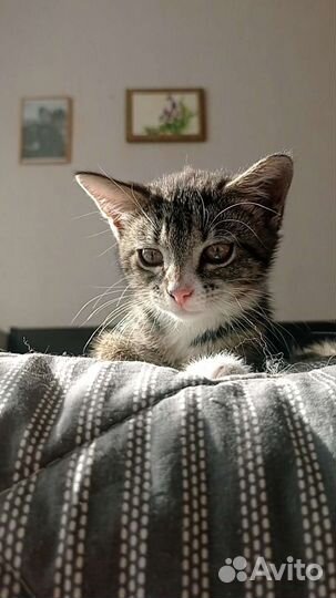 Котенок в добрые руки