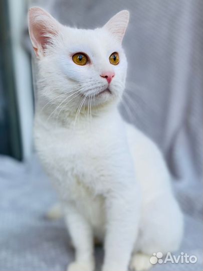 Белый кот в дар
