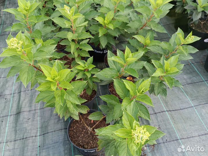 Метельчатая гортензия Polar Bear/Полярный медведь