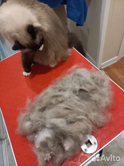 Стрижка или вычес/груминг кошек и собак