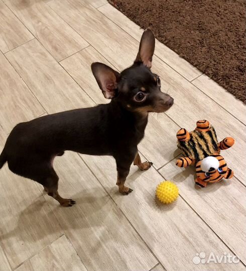 Той терьер вязка