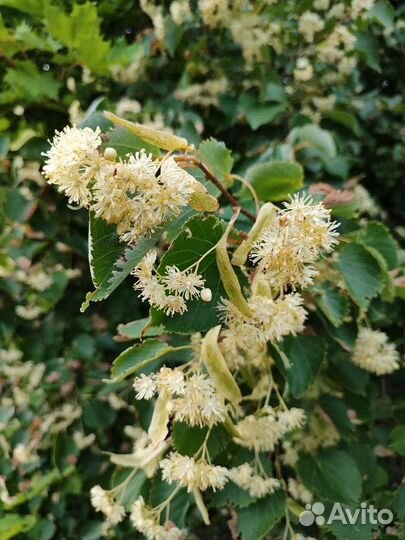 Мед Липовый 2022 со своей пасеки в Башкирии