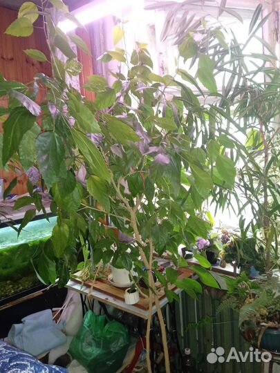 Гибискус пестролистный дерево