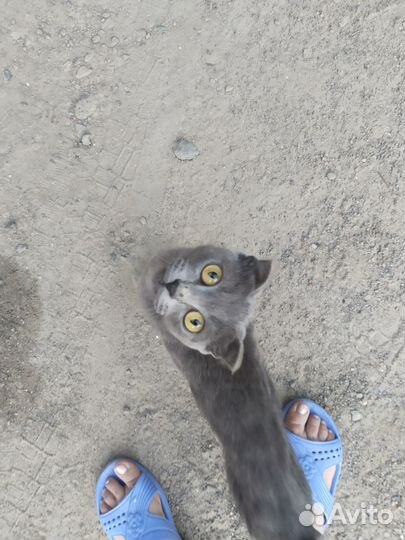 Отдам бесплатно кошку