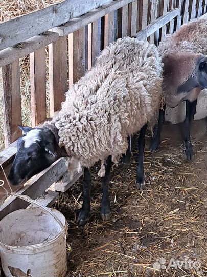 Романовские местные