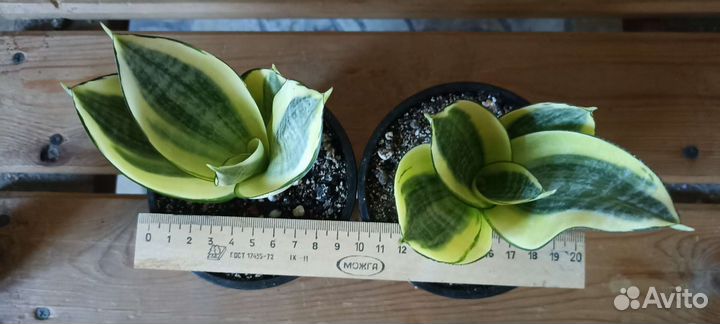 Сансевиерии разные 1