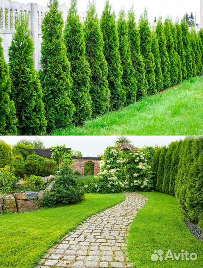 Туя смарагд