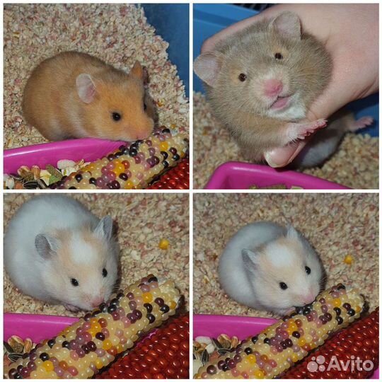 Сирийские хомячки разных окрасов, 3 недельки