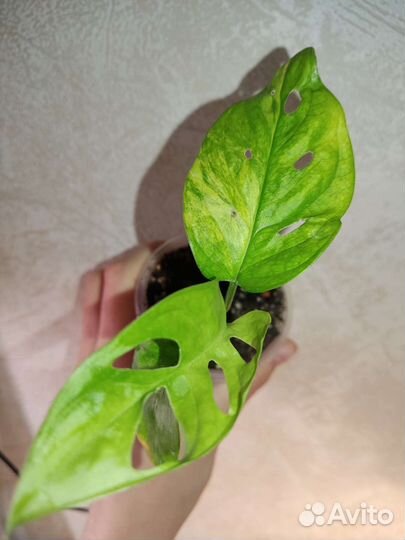 Монстера Адансона вариегатная жёлтая