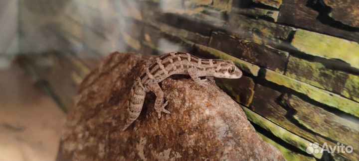 Гадюковый геккон