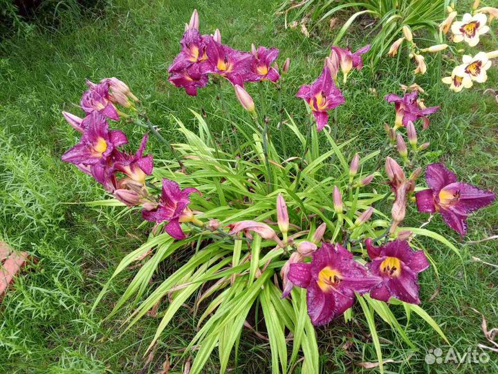 Лилейники сортовые