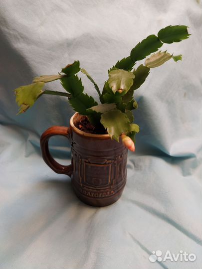 Декабрист лососевый