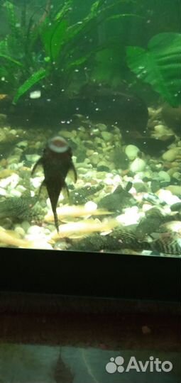 Аквариумные рыбки сомики в добрые руки