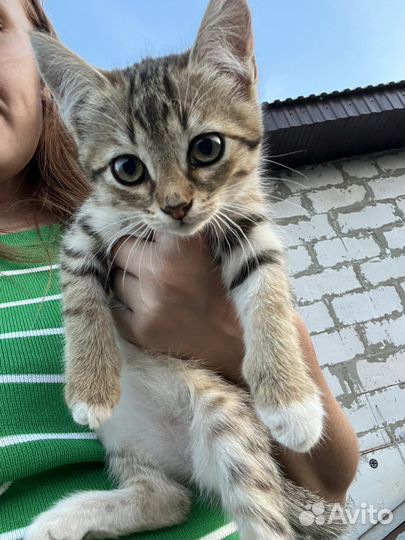 Котята в добрые руки бесплатно