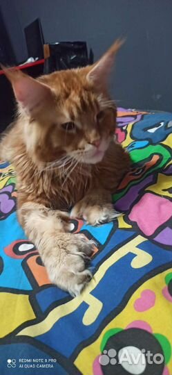 Мейн-кун вязка