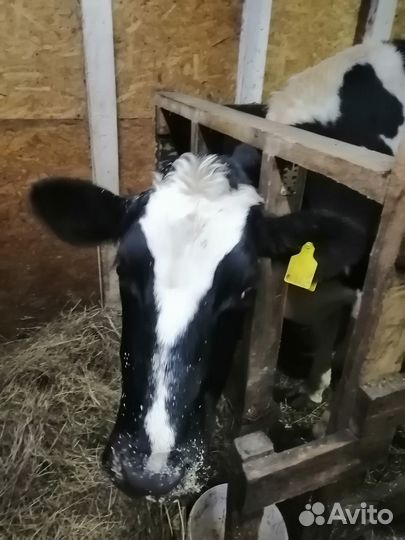 Продам стельную породистую корову