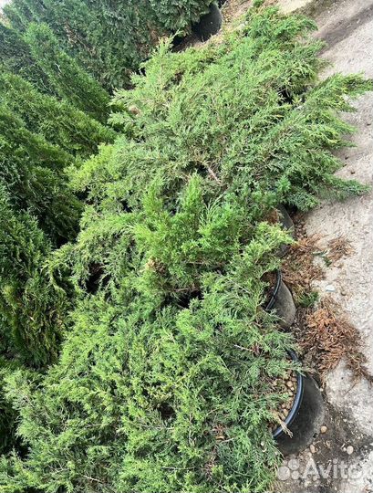 Можжевельник Андорра Компакт