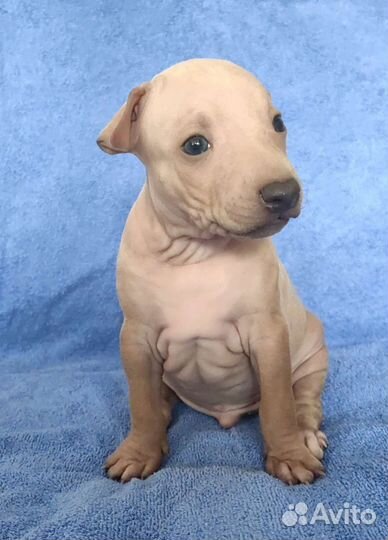 Для Ценителей породы Американский.Голый.Терьер