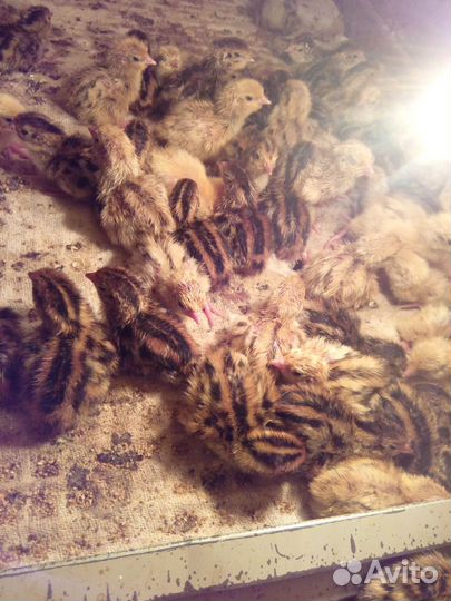 Перепелята