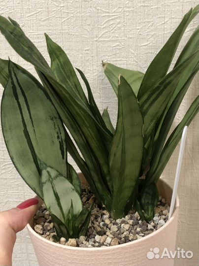 Сансевиерии сортовые