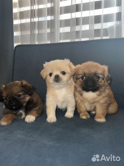 Щенки пекинеса
