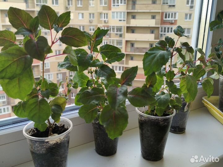 Фуксия укорененная