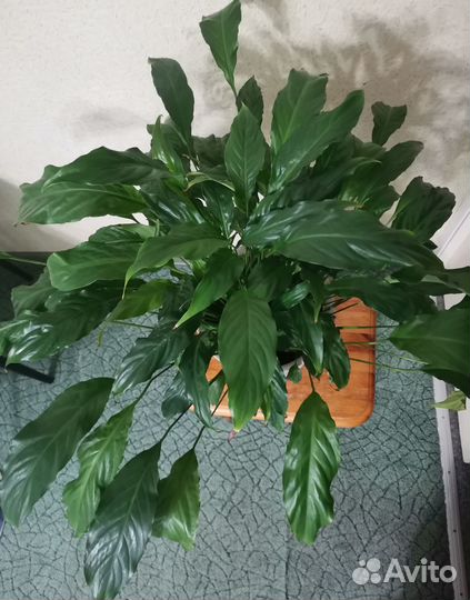 Женское счастье