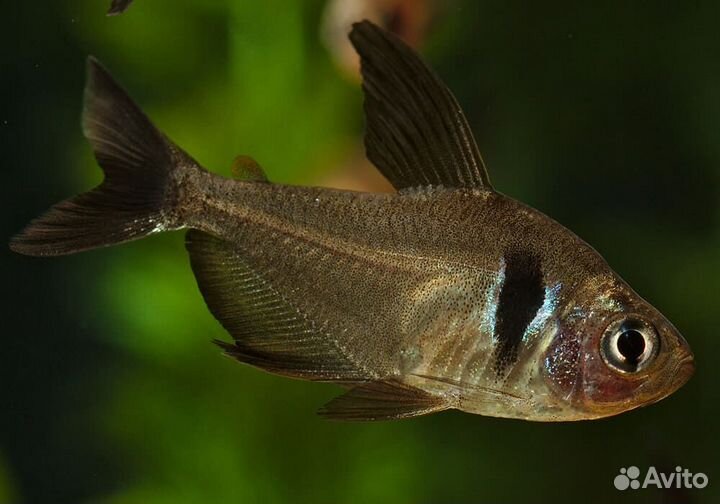 Орнатус (арт 6009)