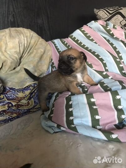 Той-терьер щенки